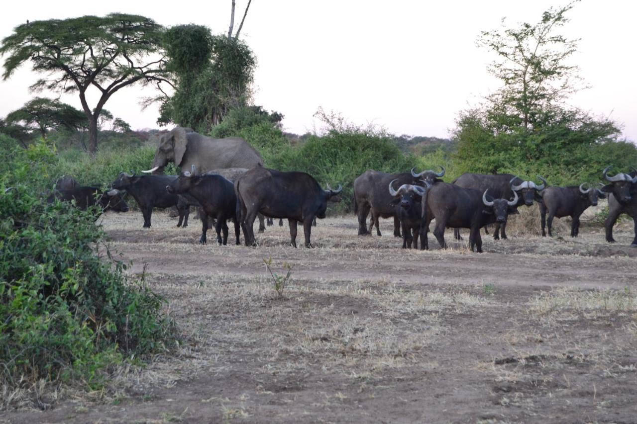 Chobe Sunset Chalets Lesoma المظهر الخارجي الصورة