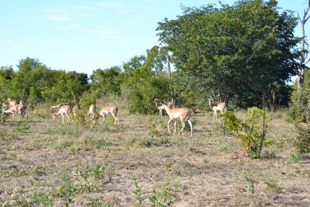 Chobe Sunset Chalets Lesoma المظهر الخارجي الصورة