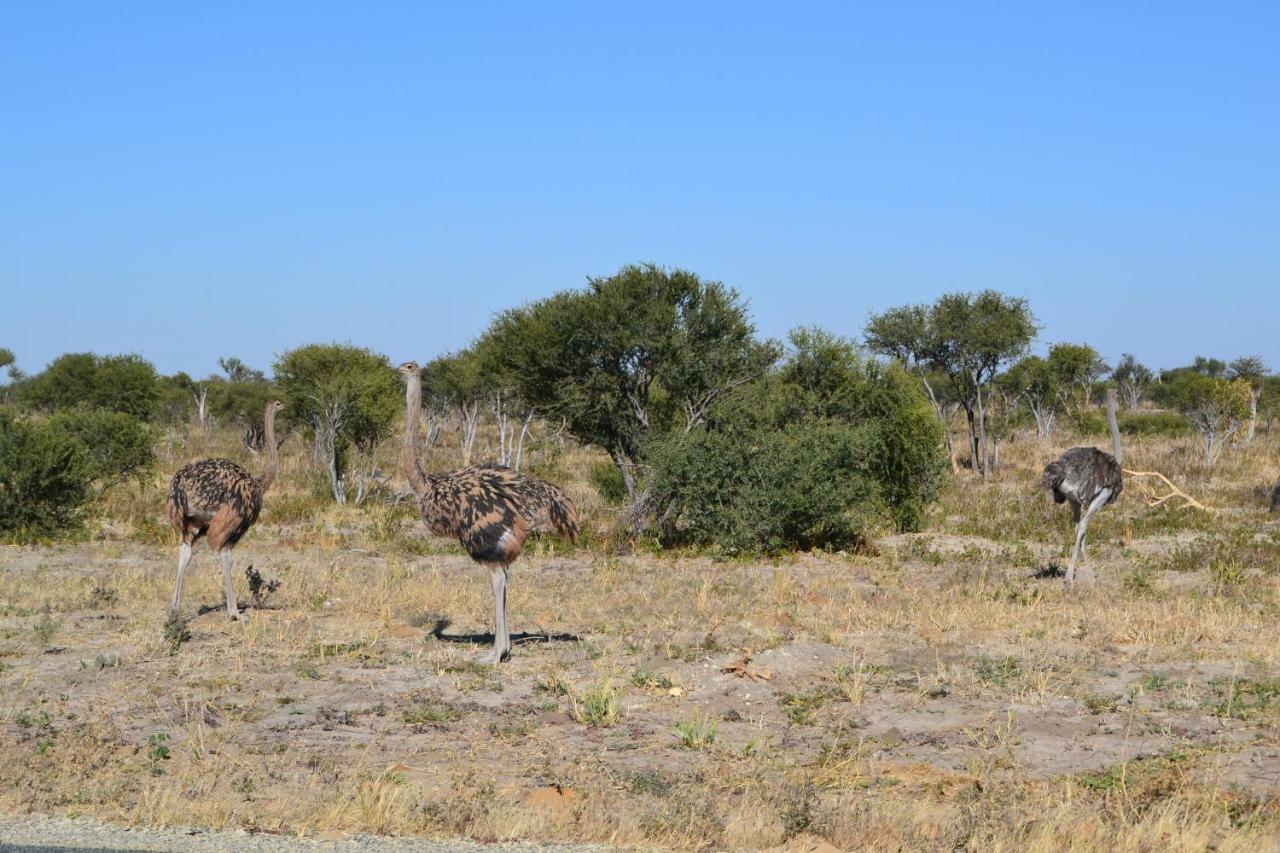 Chobe Sunset Chalets Lesoma المظهر الخارجي الصورة