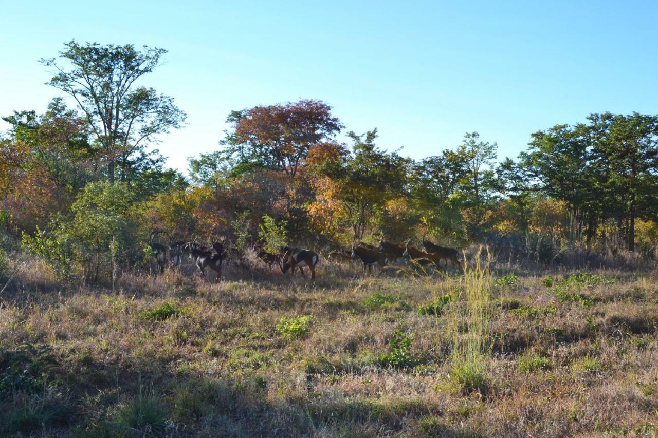 Chobe Sunset Chalets Lesoma المظهر الخارجي الصورة
