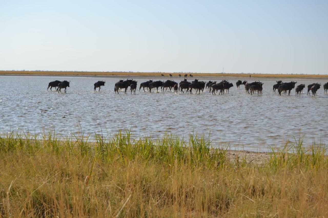 Chobe Sunset Chalets Lesoma المظهر الخارجي الصورة